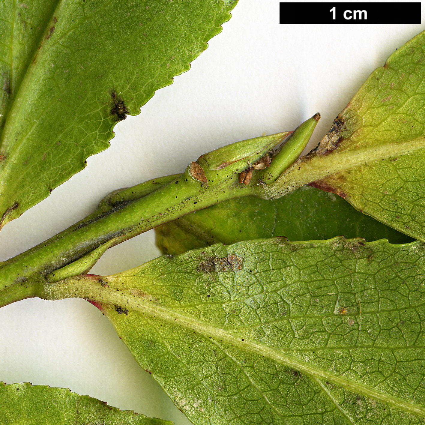 High resolution image: Family: Ericaceae - Genus: Vaccinium - Taxon: cylindraceum